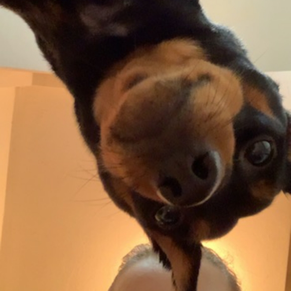 Meet Your Posher, Crystal - Picture 3 of 4